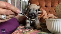 Newborn Puppy Tries Solid Food for First Time