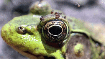 redeyeusa nature frog spiders yep roc GIF
