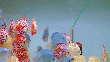 reception  GIF