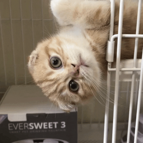 Cat Wink GIF - Find & Share on GIPHY
