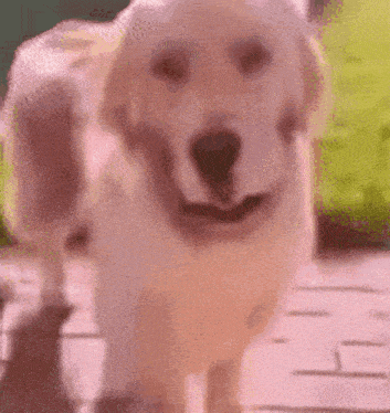 Dogi GIF