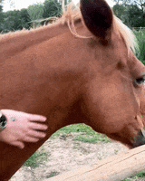 Horsing Around Dude Ranch GIF by NOSAM