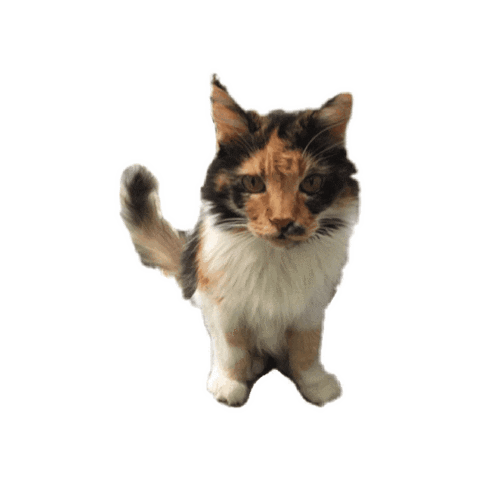 Sticker by Wüfkün Mascotas