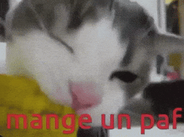 Chat GIF