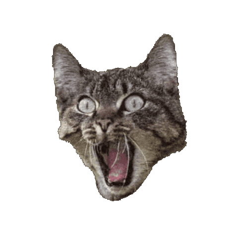Cat Sticker