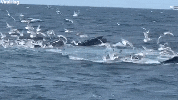 Humpback Whale GIF by ViralHog