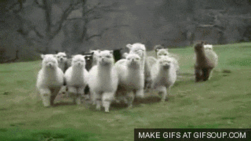 herd intimidating GIF