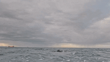 Olympics Discovery GIF by Shark Week