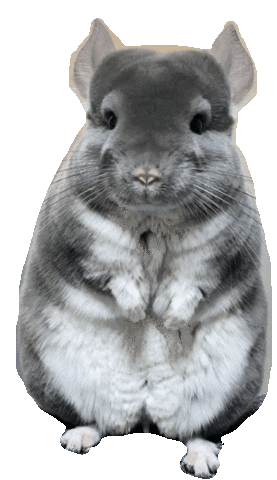 Chinchilla Sticker by potachinroom