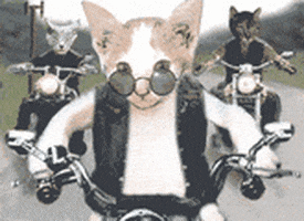 cat bikes GIF