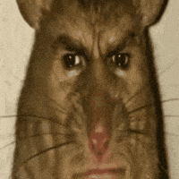 Mouse Rat GIF