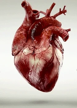human heart GIF