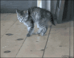 cat hopping GIF