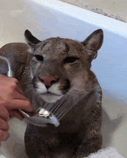 shower cougar GIF