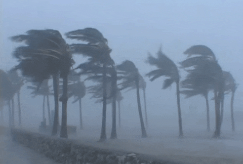 Tree-in-the-wind GIFs - Get the best GIF on GIPHY