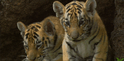 big cats tiger GIF by Head Like an Orange