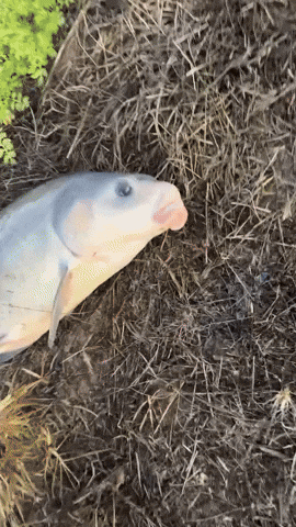 Sad Carp GIF