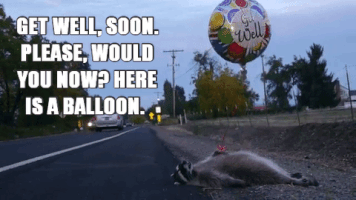 Video gif. A raccoon lays on the side of the road with a get well soon balloon attached to its hand. Cars pass by it. Text, “Get well, soon. Please, would you now? Here is a balloon?”