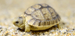 Turtle GIF - Find & Share on GIPHY