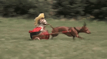 dog running GIF