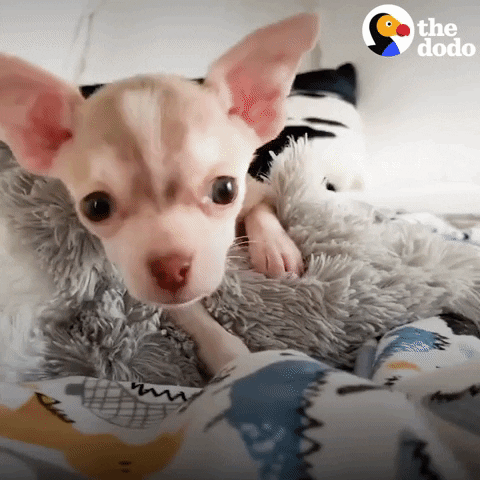 Baby Animal Dogs GIF by The Dodo