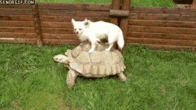 chihuahua GIF autorstwa Cheezburger
