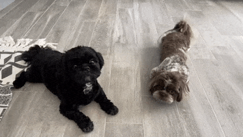 Dogs Puppies GIF by Justin