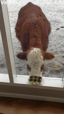 Cow Finds The Only Green Sprouts In 18 Thousand Hectares GIF by ViralHog