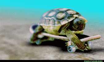 Turtle On A Skateboard GIFs - Get the best GIF on GIPHY
