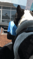 Dogs Funny Animals GIF by ViralHog