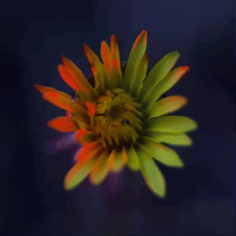 Stop Motion Dandelion GIF by brittany bartley