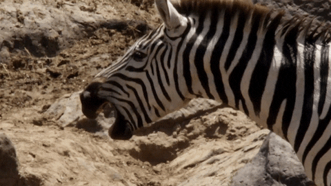 When Nature Calls Lol GIF by ABC Network - Find & Share on GIPHY