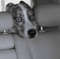 Scared Dog GIF