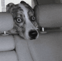 Dog Scared GIFs - Get the best GIF on GIPHY