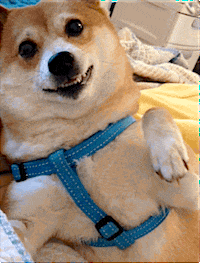 Dog Waving Gifs Get The Best Gif On Giphy Dog Waving Gifs Get The Best Gif On Giphy
