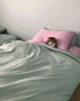 sorry beds GIF