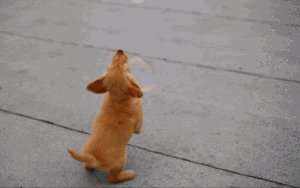 Puppy Bubbles GIF