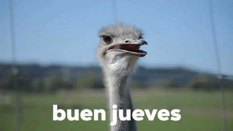 Buenos Dias Sticker de Nilsazusu para iOS gif funny Buenos Dias Sticker de Nilsazusu para iOS