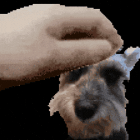 Pet Molly GIF