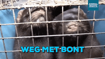 benoitvandenbroeck  GIF