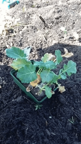 Veg GIF