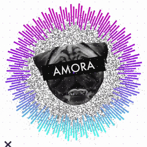 Zeedog GIF by Amora Pug Brasil