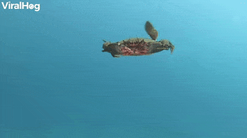 Swimming Crab Surprises Diver GIF by ViralHog