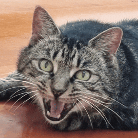 Cat GIF
