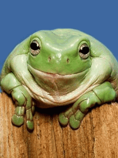 Frog GIFs - Get the best GIF on GIPHY