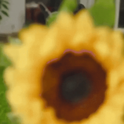 Sunflower Gmmtv GIF