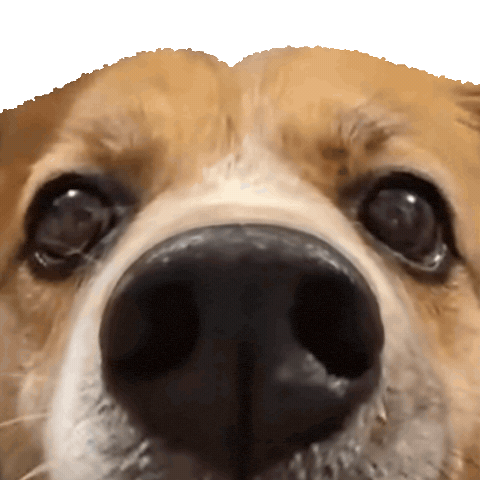Happy Dog GIF