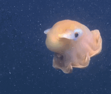 New trending GIF tagged animals ocean octopus cephalopod… | Trending Gifs
