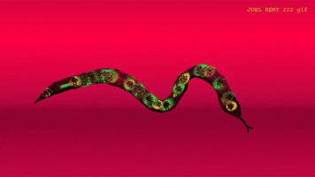 Snake GIF by joelremygif