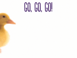 Lets Go GIF by TELUS